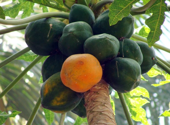 Papaya Benefits